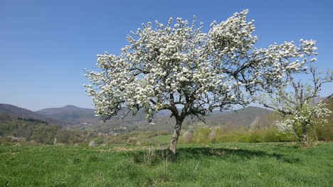 France-Fruit-Tree-In-Bloom-With-Blue-Sky