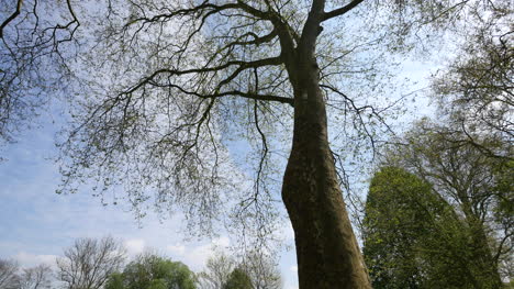 France-Large-Tree-Against-Sky