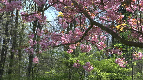 France-Pink-Blossoms-With-Spring-Woods-Beyond