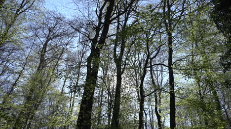 Frankreich-Frühling-Wald-Und-Himmel