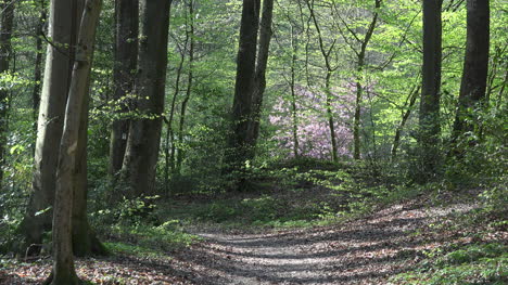 France-Spring-Woods-Zooms-To-Bright-Leaves
