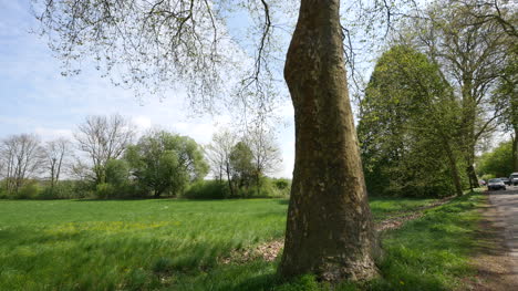 France-Tilts-Up-Large-Tree