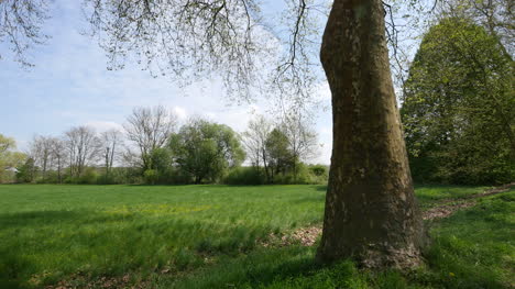 France-View-With-Spring-Tree