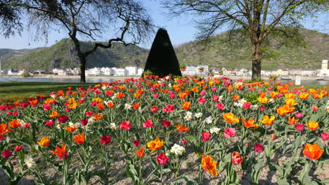 Germany-Bed-Of-Tulips-By-Rhine