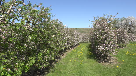 Germany-Curving-Row-In-Fruit-Orchard