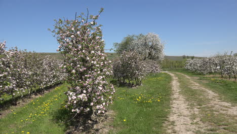 Germany-Lane-In-Blooming-Fruit-Orchard