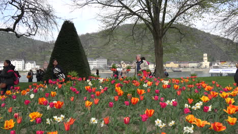 Germany-Looking-From-Tulips-To-Rhine