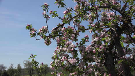 Germany-Pink-Flowers-On-Fruit-Tree