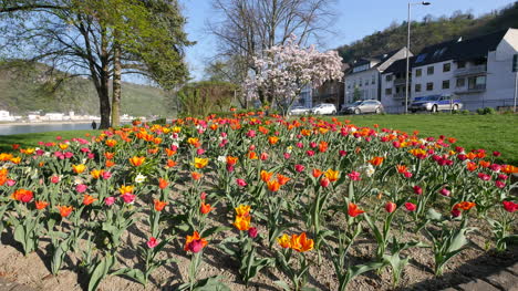 Germany-Tulips-At-Rhine-Town