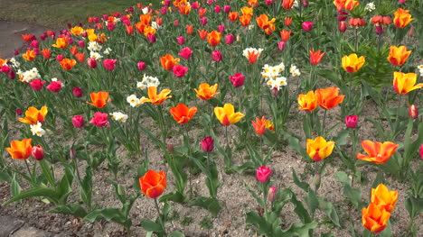 Alemania-Tulipanes-Se-Acerca-A-Las-Flores