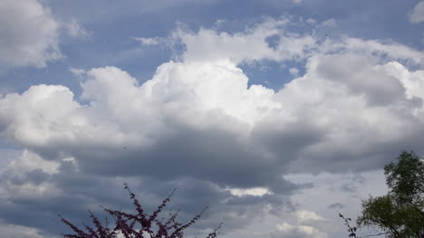 Nature-Birds-Fly-Past-Large-Cumulus-Cloud