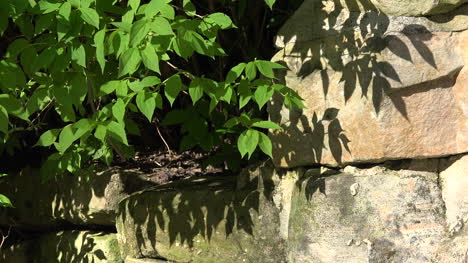 Nature-Leaves-And-Shadows-On-Stone