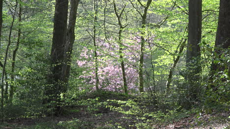 Nature-Pink-And-Green-Woodland-Patterns