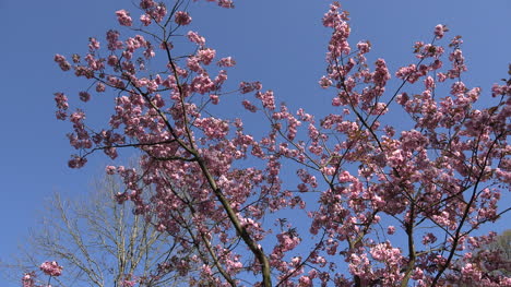 Nature-Pink-Flowers-On-Tree-Zooms-In