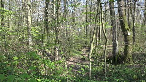 Nature-Spring-Path-In-Woods-Zooms-In