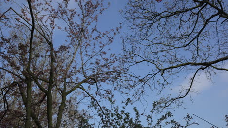 Netherlands-Spring-Branches-With-Flower-Buds-Zoom-In