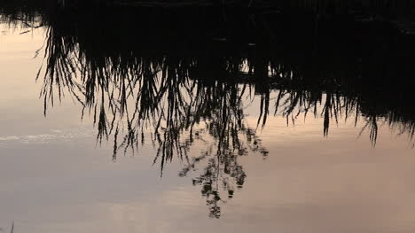 Netherlands-Weeds-Reflected-In-Rippling-Water-Pan-Left