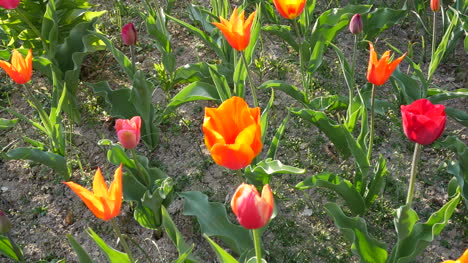 Tulipanes-Naranjas-Y-Rojos