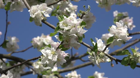 Obstgartenblüten-Detail