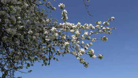 Orchard-Blossoms-And-Blue-Sky