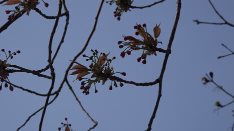 Spring-Branches-Blowing