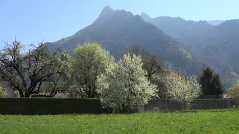 Switzerland-Mountains-And-Blooming-Fruit-Trees