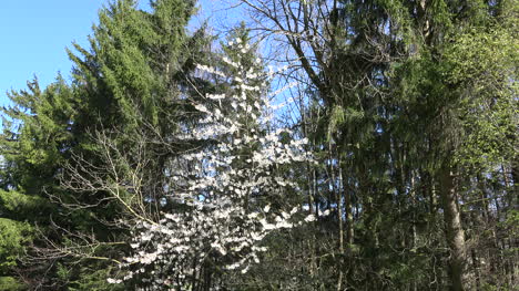 Schweizer-Baum-Mit-Weißen-Blüten-Von-Wald