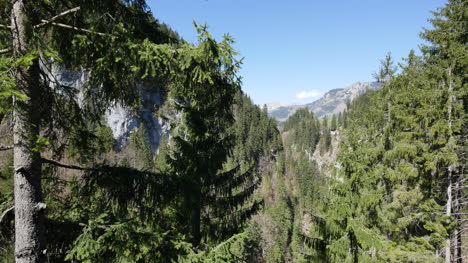 Bäume-Und-Berge-Der-Schweiz