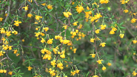 Flores-Amarillas-En-Rama-Acercar