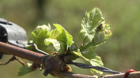 Young-Leaves-On-Grape-Vine