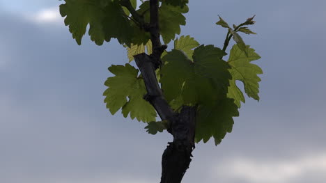 Detail-Of-Young-Grape-Leaves-And-Grey-Sky