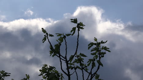 Dramatic-Clouds-And-Fig-Tree-Leaves-In-Spring
