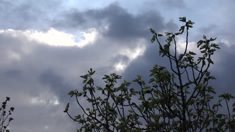 Fig-Tree-In-Spring-And-Looming-Clouds