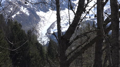 Frankreich-Mont-Blanc-Gletscher-Schnauze-Durch-Bäume