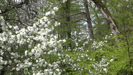 France-Blooming-Tree-And-Woods-Zoom-Out