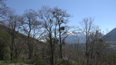 France-Mistletoe-In-Trees-With-Isere-Alta-Alpi-Beyond
