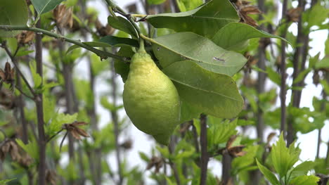 Limón-Verde-En-Un-árbol