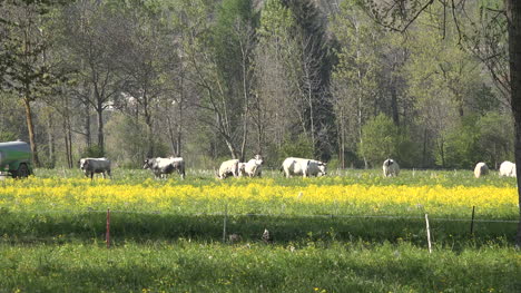 Italy-Cattle-Grazing-And-Yellow-Flowers-Zoom-Out