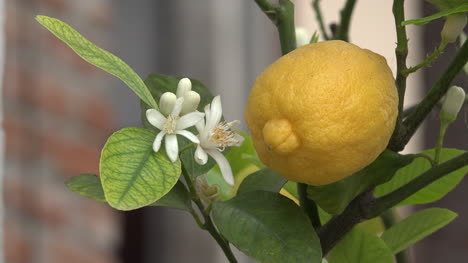 Zitrone-Mit-Hübscher-Blume-Am-Baum