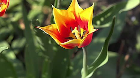 Tulipán-Naranja-Y-Amarillo