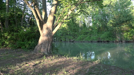 Italy-Tree-On-Bank-Of-Stella-River-Zooms-In