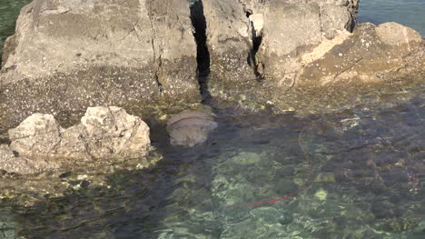 Quallen-Schwimmen-Durch-Felsen-In-Klarem-Wasser
