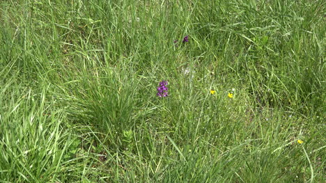 Orchidee-Im-Gras-Vergrößern
