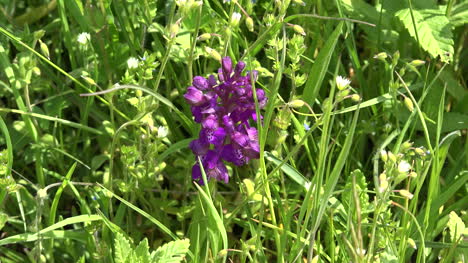 Orchid-In-The-Grass