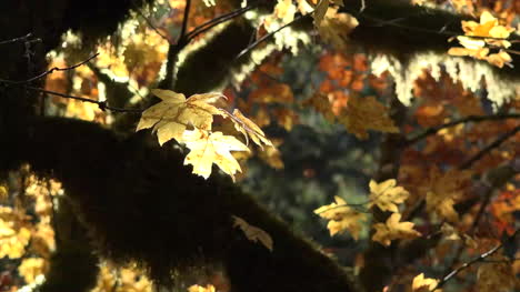 Herbstgelbes-Blatt-Auf-Großblattahorn
