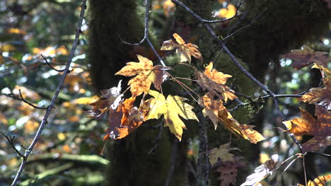 Herbstgelbe-Blätter-Im-Wind
