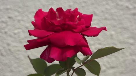 Bright-red-rose