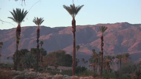 California-Borrego-Springs-palms-and-mountains-in-morning