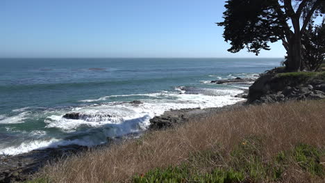 California-Santa-Cruz-coastal-scene-with-tree-and-waves