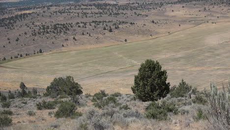 California-dry-landscape-with-cedar-tree-zooms-in